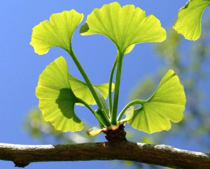 ginkgo biloba to enlarge the penis